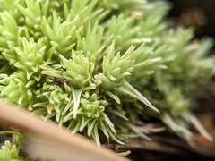 Leucobryum