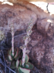 Crassula nudicaulis