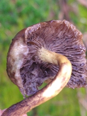 Hypholoma