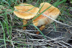 Pholiota lucifera