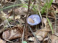 Cortinarius iodes