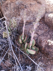 Crassula nudicaulis