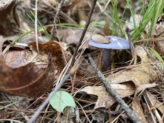 Cortinarius iodes