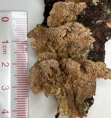 Trichaptum fuscoviolaceum