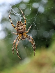 Araneus diadematus