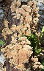 Trichaptum fuscoviolaceum