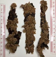 Trichaptum fuscoviolaceum