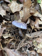 Cortinarius iodes