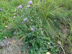 Centaurea phrygia