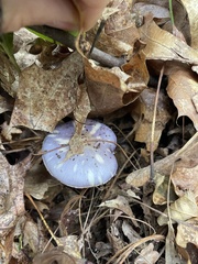 Cortinarius iodes
