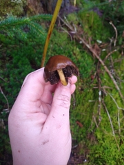 Hypholoma