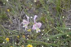 Gladiolus virescens