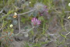 Trifolium hirtum