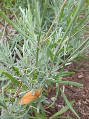 Lavandula angustifolia