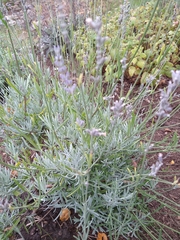 Lavandula angustifolia