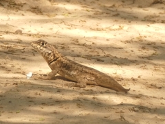 Tropidurus