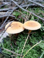 Hygrophoropsis