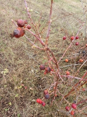 Rosa glabrifolia