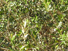 Olea europaea