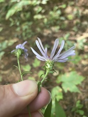 Symphyotrichum retroflexum