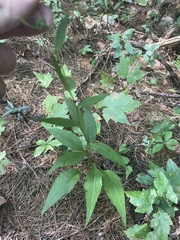 Symphyotrichum retroflexum