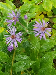 Symphyotrichinae
