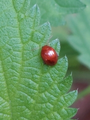 Sphaeroderma testaceum