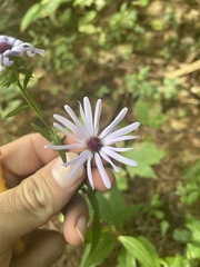 Symphyotrichum retroflexum