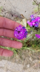 Verbena pulchella
