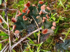 Peltigera didactyla