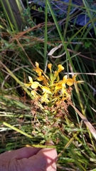 Platanthera ciliaris