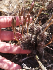 Anacampseros filamentosa