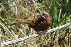 Trochalopteron morrisonianum