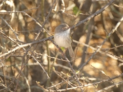Hemitriccus margaritaceiventer
