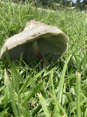 Chlorophyllum hortense