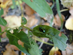 Chrysomelidae