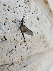 Hexagenia bilineata
