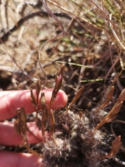 Anacampseros filamentosa