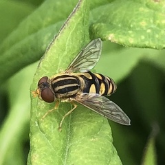 Parhelophilus integer