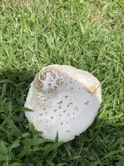 Chlorophyllum hortense