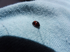 Exochomus quadripustulatus