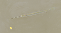 Zenarchopterus gilli
