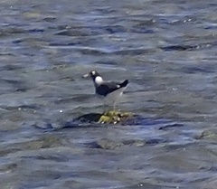 Ichthyaetus leucophthalmus