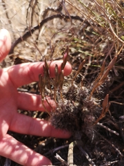 Anacampseros filamentosa