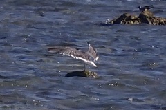 Ichthyaetus leucophthalmus