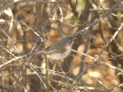 Hemitriccus margaritaceiventer