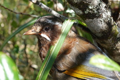 Trochalopteron morrisonianum