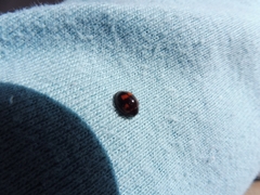 Exochomus quadripustulatus