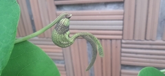 Aristolochia ringens