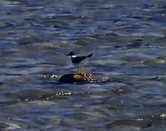 Ichthyaetus leucophthalmus